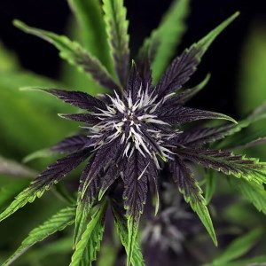 img_3263_pink_kush_d42_2000 img_3263_pink_kush_d42_2000