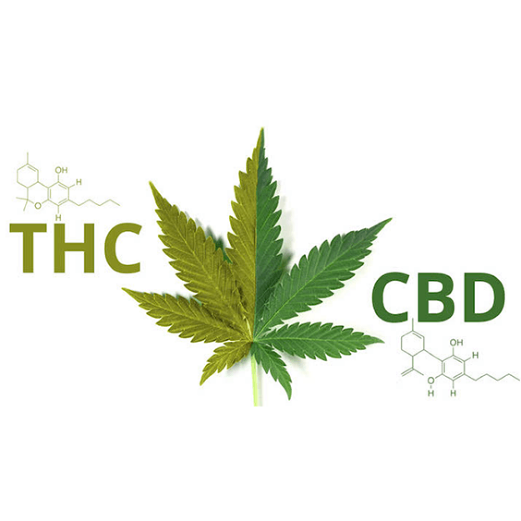 thc vs cbd