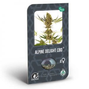 graines alpine delight cbd