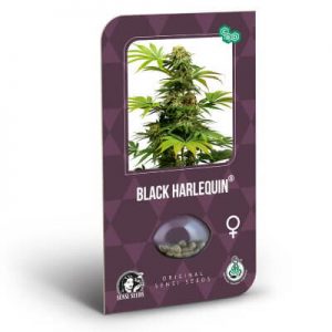 graines black harlequin cbd