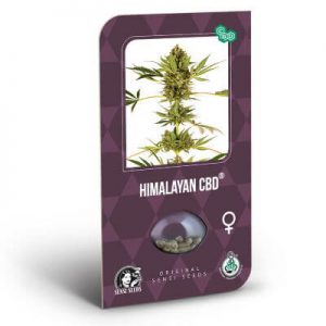 graines himalayan cbd