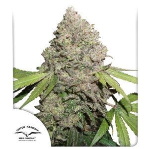 cbd-charlottes-angel-graine