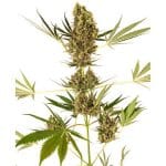 alpine-delight-cbd-automatic-xl
