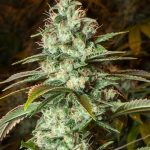diesel-cbd-femelle-xl
