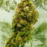 swiss_dream_cbd_-_seedsman