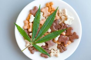 cbd donner au chat