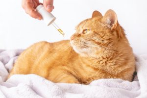cbd donner au chat 1