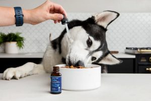 cbd pour chien 1