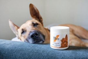 cbd pour chien 2