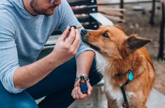cbd pour chien