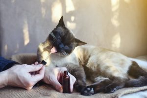 chat cbd 1