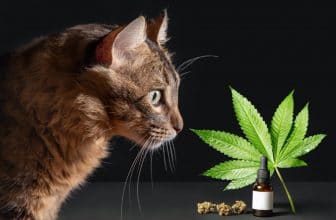 chat cbd 2