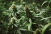 Sativa vs Indica - quelles différences entre ces deux variétés de cannabis ?