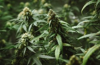 Sativa vs Indica - quelles différences entre ces deux variétés de cannabis ?