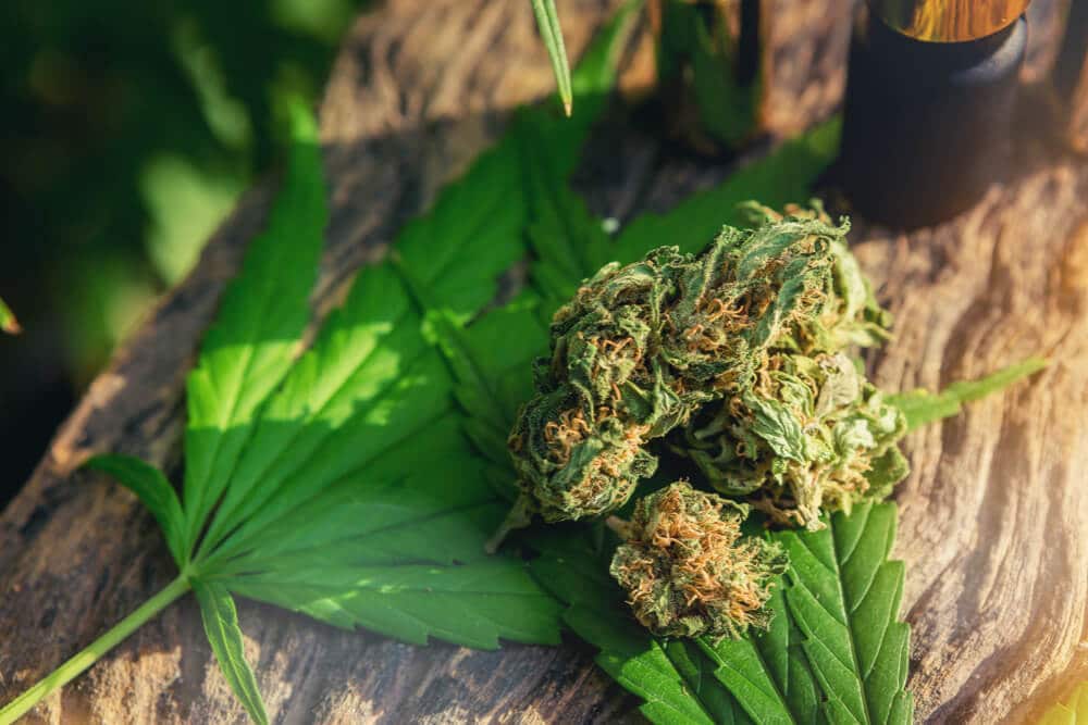 Sativa vs Indica - quelles différences entre ces deux variétés de cannabis ? 