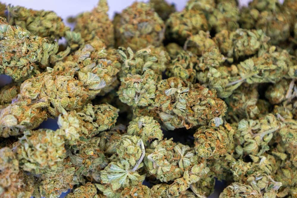 Sativa vs Indica - quelles différences entre ces deux variétés de cannabis ? 2