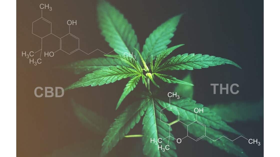 Quand est apparu le CBD ?