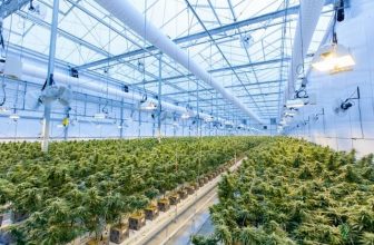 producteur CBD chanvre