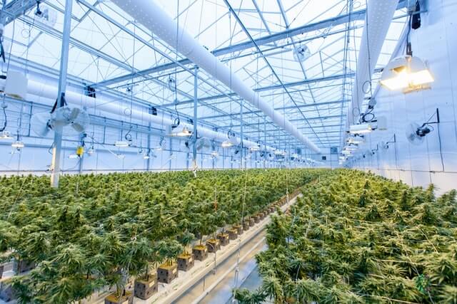 producteur CBD chanvre