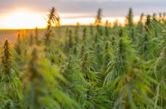 comment-ouvrir-ferme-de-cbd-en-France