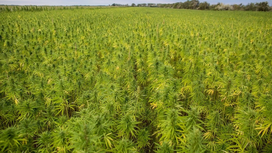 comment-vendre-du-cbd-en-France2