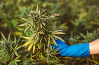 fleur-cbd-c-est-quoi (1)