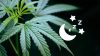 fleurs-cbd-pour-dormir (1)