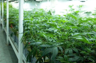 methodes-culture-fleurs-cbd