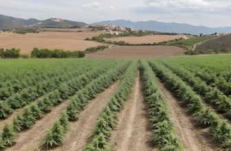 Es legal cultivar CBD en España