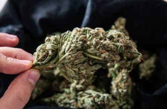 comment-consommer-fleur-cbd (1)