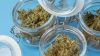 conserver-fleurs-cbd (1)