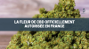 La fleur de cbd officiellement autorisée en france