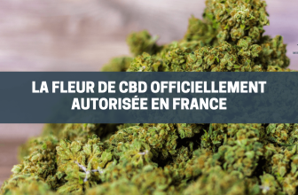 La fleur de cbd officiellement autorisée en france