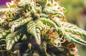 fleur-cbd-bio