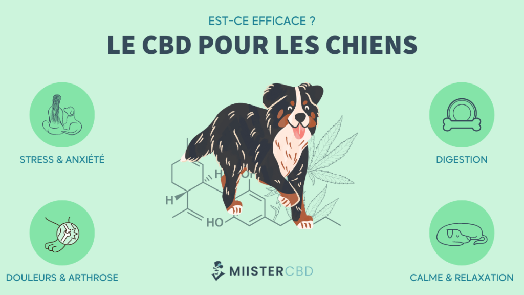 cbd pour chien bienfaits