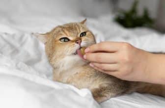 friandises-cbd-chat (1)
