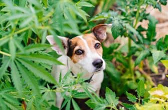 friandises-cbd-chien (1)