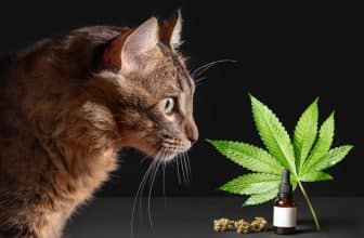huile-cbd-pour-chat (1)