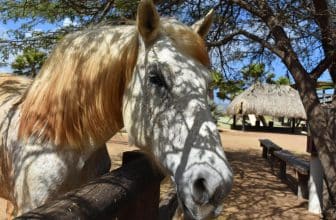huile-cbd-pour-cheval (1)
