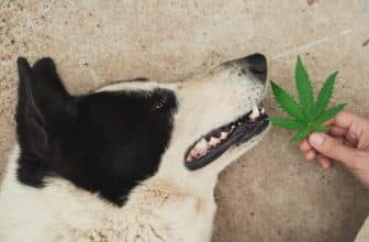 meilleur-cbd-pour-chien (1)