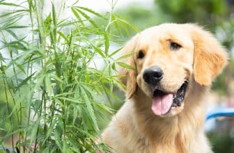 ou acheter cbd pour chien