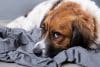 cbd pour chien anxieux