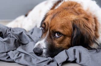 cbd pour chien anxieux
