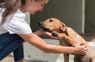 cbd pour chien arthrose