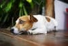 cbd pour chien épileptique