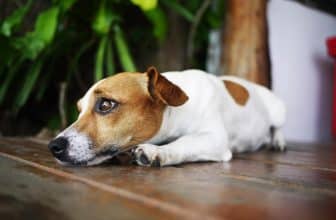 cbd pour chien épileptique