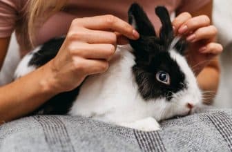 cbd pour lapin et rongeur
