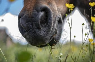 cbd pour les chevaux