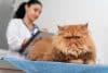 chat cbd effets secondaires