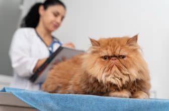 chat cbd effets secondaires